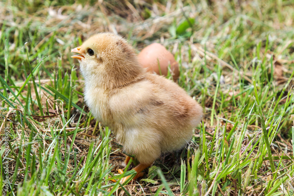 Profile of young chicken on background of green grass Profile of young chicken on background of green grass