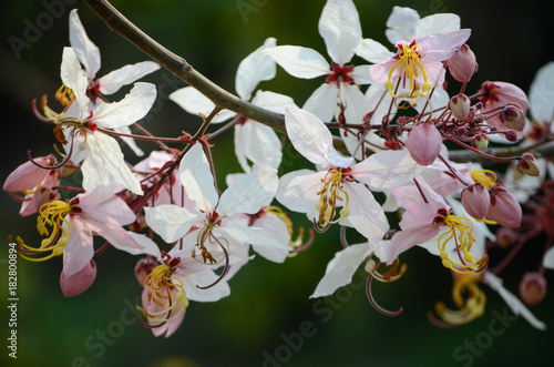 Pink Cassia/Pink Shower buetiful flower photo