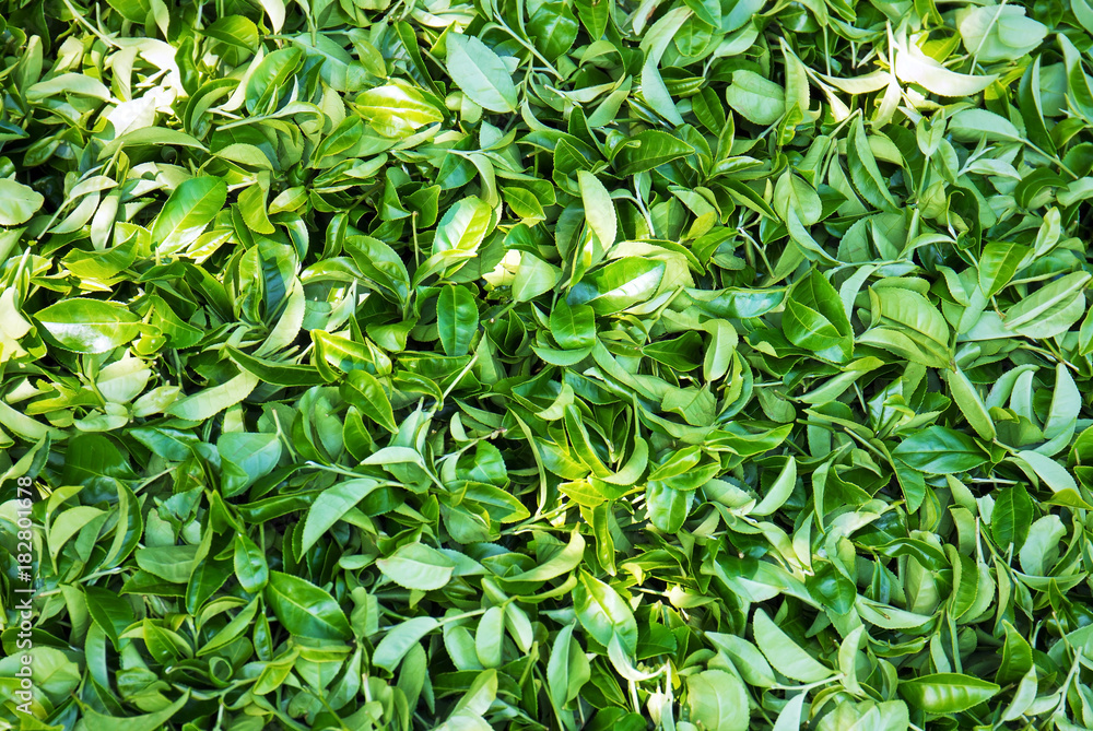Fototapeta premium Top view of a pile green tea leaves background