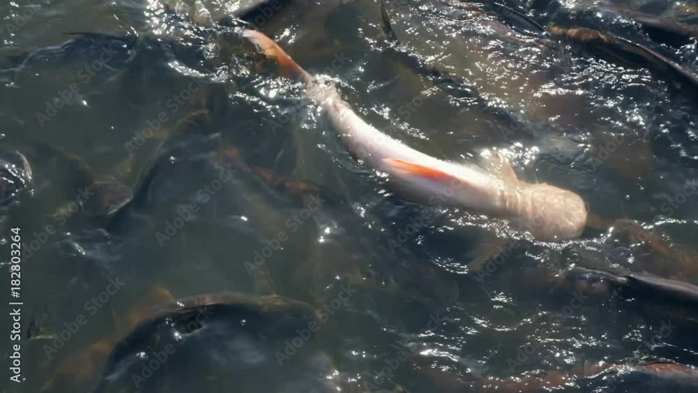 Big White Carp and Fishes Eating Bread in Pond View from Above. 4K ... Biology Diagrams