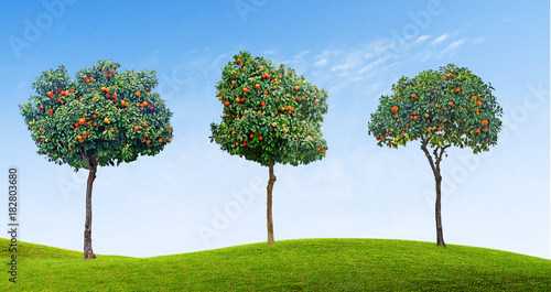 trees on white background