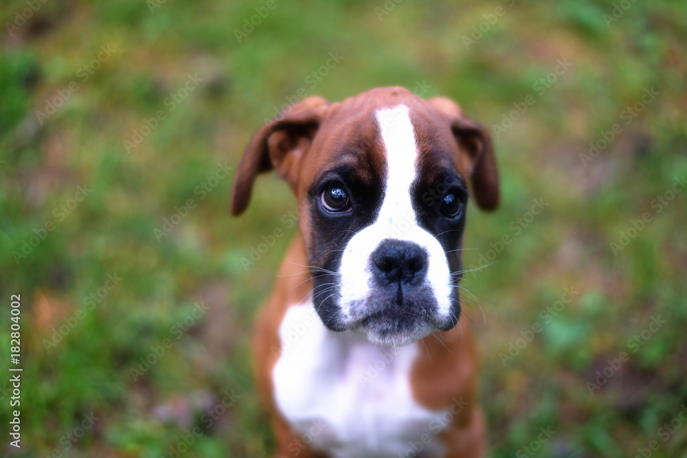 Puppy boxer on summer nature