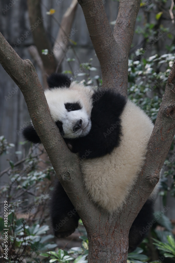 Obraz premium Little Panda Cub Sleeps on the Tree