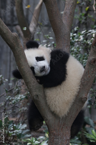 Fototapeta Naklejka Na Ścianę i Meble -  Little Panda Cub Sleeps on the Tree