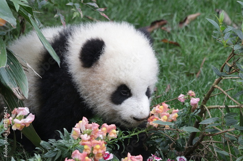 Fototapeta Naklejka Na Ścianę i Meble -  Little Panda Cub is strolling on the Playground among the Colorful Flowers, Chengdu Panda Base, China