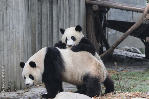 Fototapeta Naklejka Na Ścianę i Meble -  Panda Cub is Trying to Ride on her Mother's back, Chengdu Panda Base