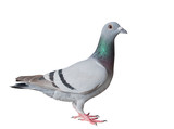 full body side view of homing pigeon bird isolated white background