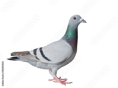 full body side view of homing pigeon bird isolated white background