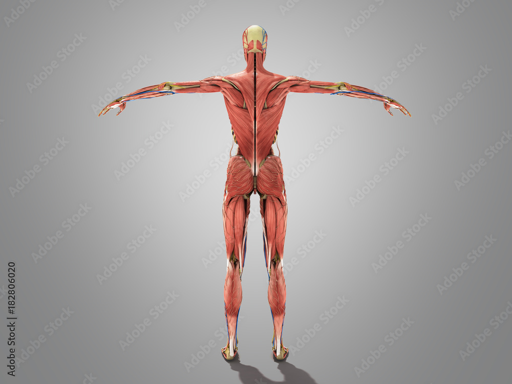 A female body anatomy for books 3d ilustration on grey A female body anatomy for books 3d ilustration on grey