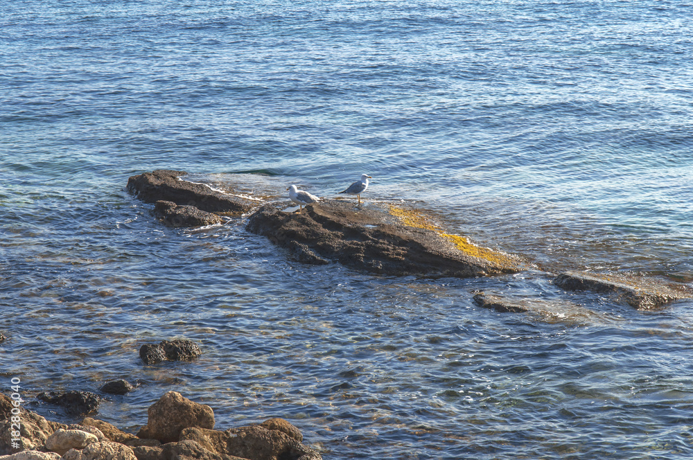Two seagull bird standing on sea stone with natural environment