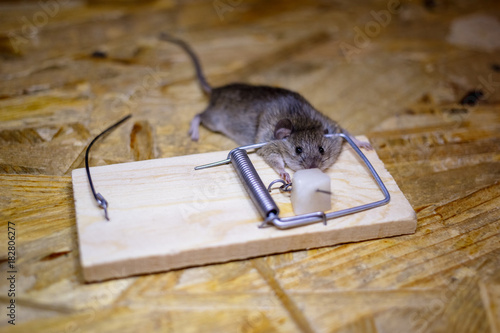 Dead mouse in a mousetrap on the floor.