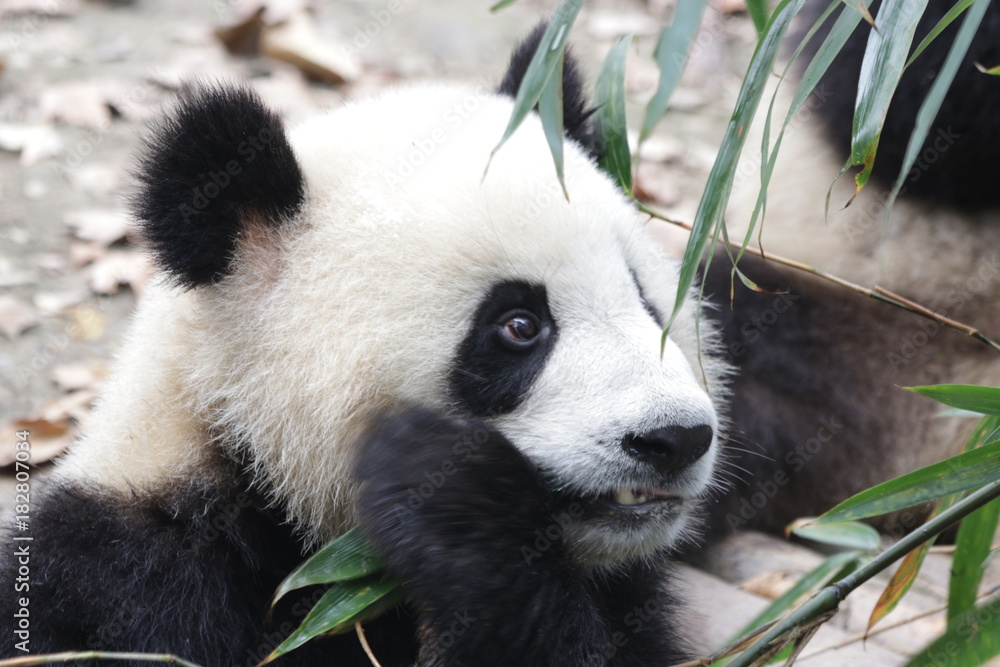 Fototapeta premium Giant Panda w Chengdu Panda Base w Chinach