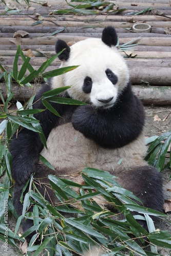 Fototapeta Naklejka Na Ścianę i Meble -  Giant Panda in Chengdu Panda Base, China