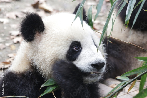 Fototapeta Naklejka Na Ścianę i Meble -  Giant Panda in Chengdu Panda Base, China