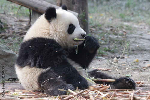 Fototapeta Naklejka Na Ścianę i Meble -  Little Panda Cub is Eating Bamboo Shoot on the Playground, Chengdu Panda Base, China