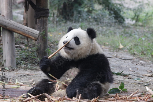 Fototapeta Naklejka Na Ścianę i Meble -  Little Panda Cub is Eating Bamboo Shoot on the Playground, Chengdu Panda Base, China