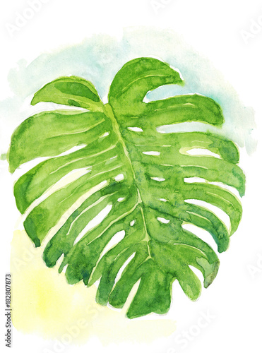 Watercolor hand drawn sketch illustration of green monster leaf on an abstract background art