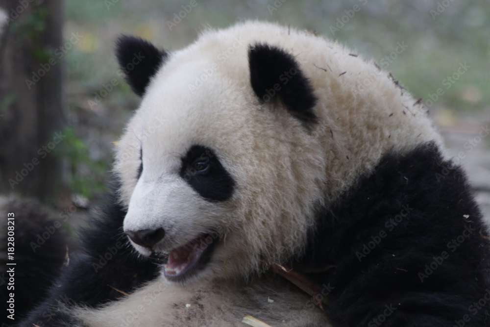 Obraz premium Little Panda Cub is Eating Bamboo Shoot on the Playground, Chengdu Panda Base, China