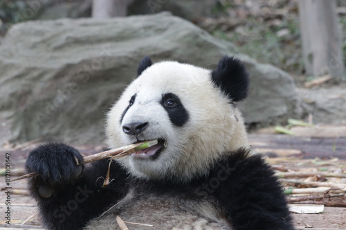 Fototapeta Naklejka Na Ścianę i Meble -  Little Panda Cub is Eating Bamboo Shoot on the Playground, Chengdu Panda Base, China