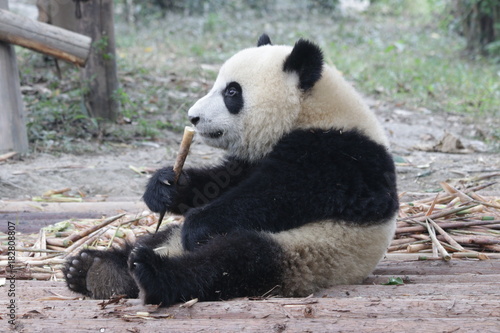 Fototapeta Naklejka Na Ścianę i Meble -  Fluffy Panda Cub is Eating Bamboo Shoot