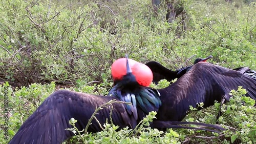 Male Great Frigatebird displaying on Genovesa Island, Galapagos National Park, Ecuador