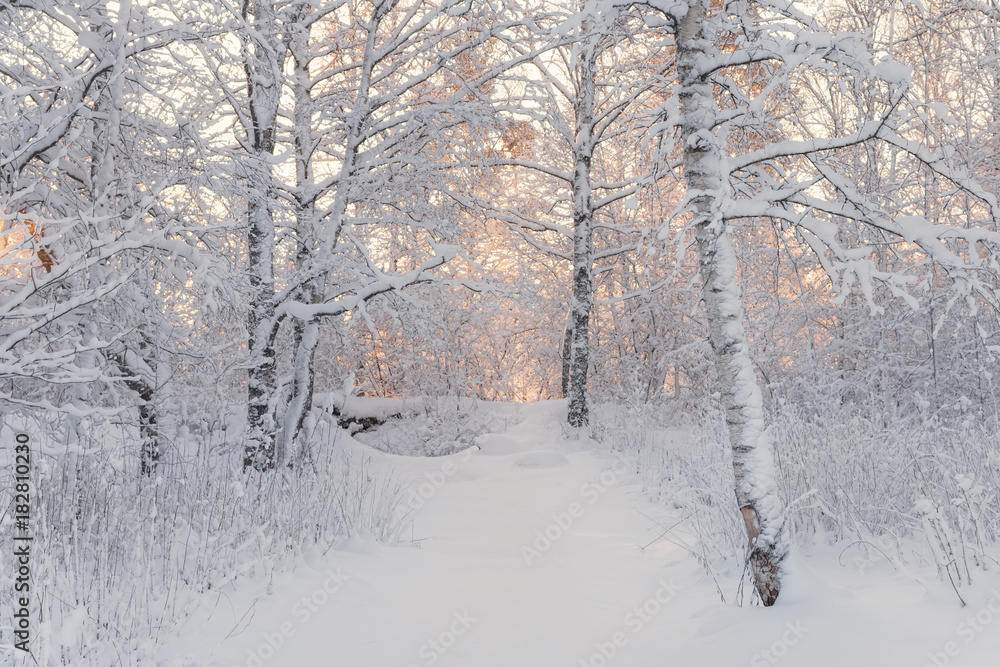 Winter Forest Landscape. Beautiful Winter Morning In A Snow-Covered Birch Forest. Snow Covered Trees In The Winter Forest. Real Russian Winter. Frosty Trees In Snowy Forest In The Sunny Morning.