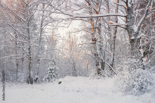 Frosty Landscape In Snowy Forest.Winter Forest Landscape. Beautiful Winter Morning In A Snow-Covered Birch Forest. Snow Covered Trees In The Winter Forest. Real Russian Winter. Snow-covered fir