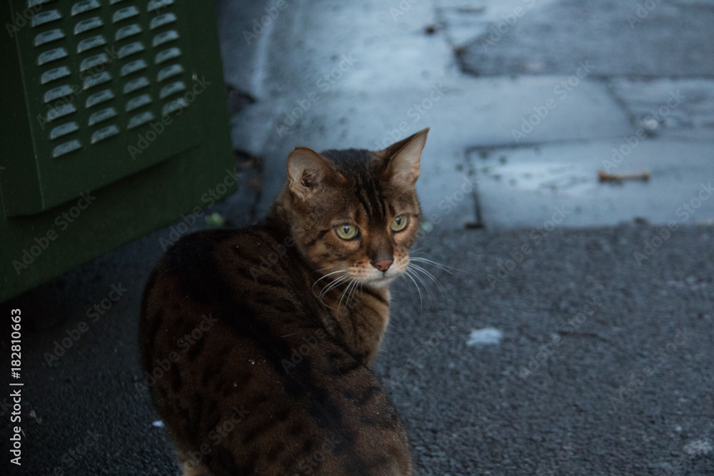 stray cat on street
