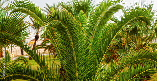 Green palm tree is on the beach
