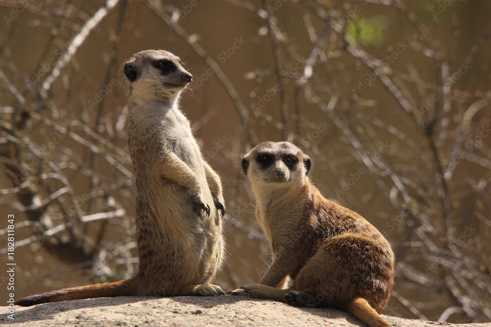 Erdmännchen als Wachposten, Suricata suricatta Erdmännchen als Wachposten, Suricata suricatta