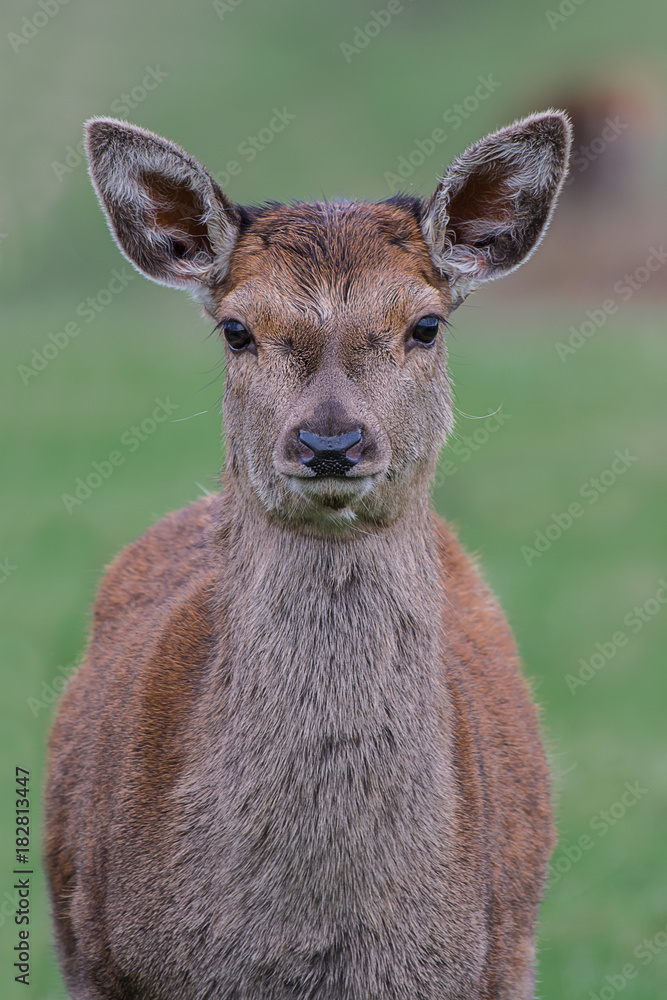 An upright close up portrait of a red deer fawn looking straight forward An upright close up portrait of a red deer fawn looking straight forward