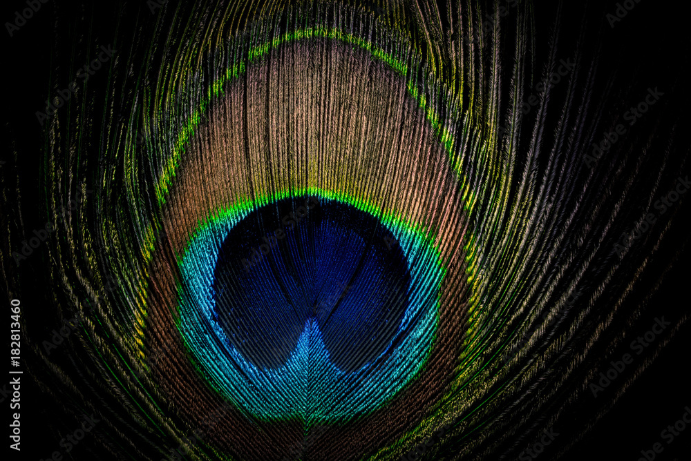 Obraz premium Pfauenfeder