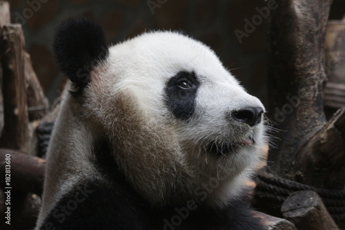 Close-up Giant Panda's Face , China