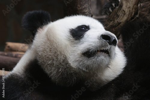 Fototapeta Naklejka Na Ścianę i Meble -  Close-up Giant Panda's Face , China