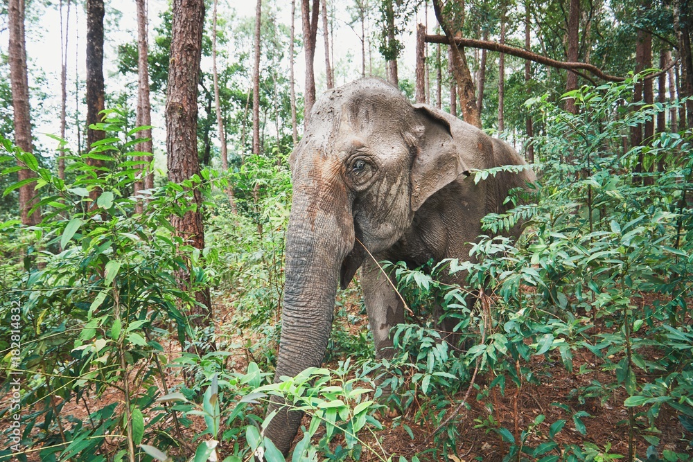 Fototapeta premium Elephant in jungle