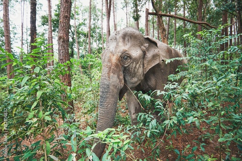 Elephant in jungle