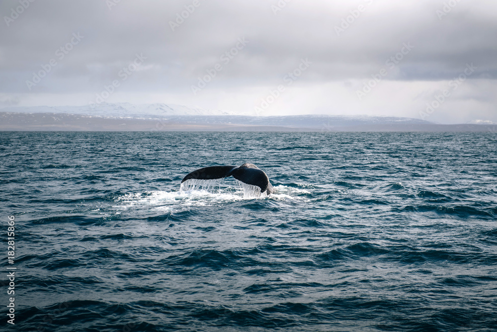 Humpback whale in ocean. Iceland.