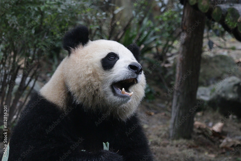 Fototapeta premium Beautiful Giant Panda name Yuan Run, China