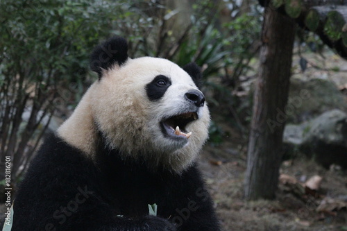 Fototapeta Naklejka Na Ścianę i Meble -  Beautiful Giant Panda name Yuan Run, China