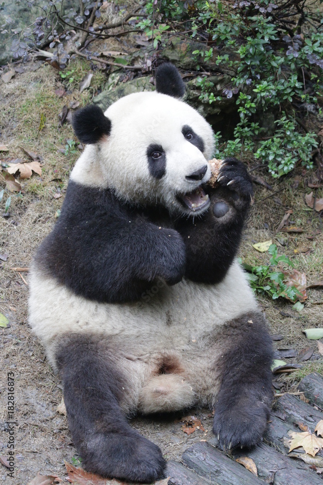 Fototapeta premium Giant Panda is Eating Bamboo Biscuit, China