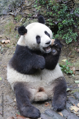 Fototapeta Naklejka Na Ścianę i Meble -  Giant Panda is Eating Bamboo Biscuit, China