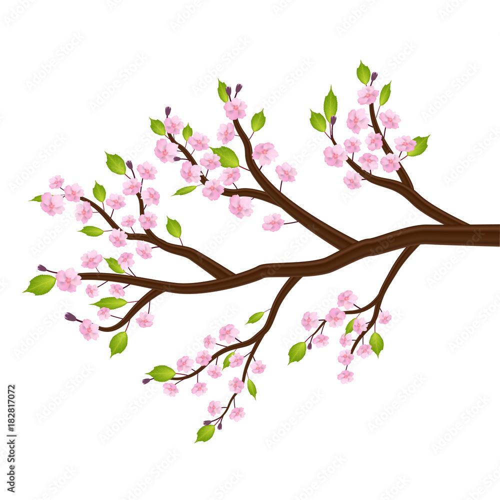 sakura cherry blossom flower leaf tree branch sakura cherry blossom flower leaf tree branch