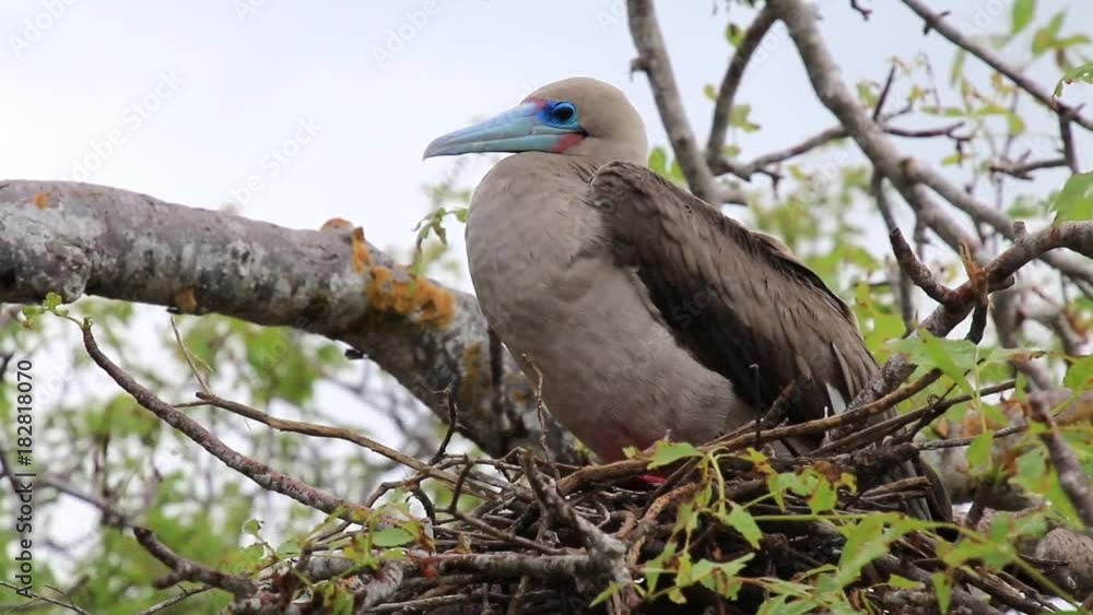 Red-footed booby (Sula sula) sitting on a nest, Genovesa island, Galapagos National Park, Ecuador Red-footed booby (Sula sula) sitting on a nest, Genovesa island, Galapagos National Park, Ecuador