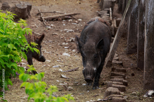 wild boar close-up photo