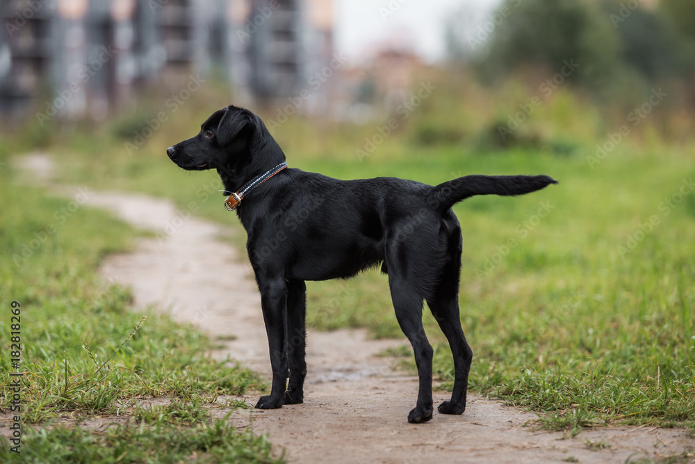 Portrait of beautiful small black dog, looking aside, standing in a meadow in a fog