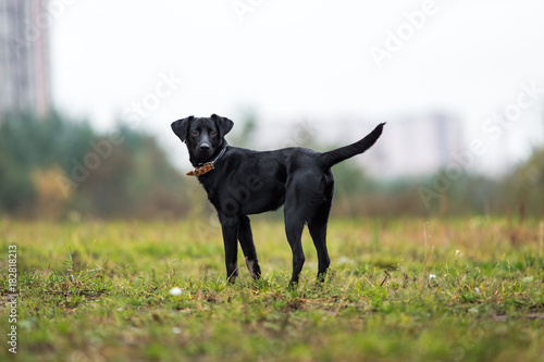 Portrait of beautiful small black dog  looking at camera  standing in a meadow in a fog