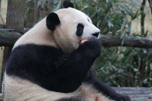 Fototapeta Naklejka Na Ścianę i Meble -  Giant Panda is Eating Bamboo Biscuit, China