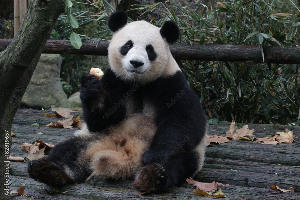Giant Panda is Eating an Apple Giant Panda is Eating an Apple