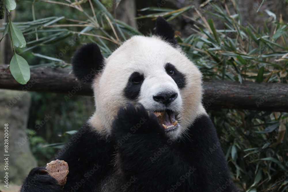 Giant Panda is Eating Bamboo Biscuit, China Giant Panda is Eating Bamboo Biscuit, China