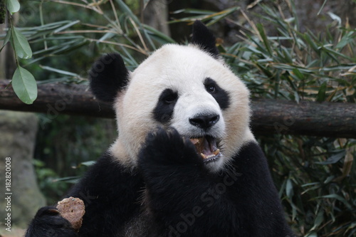 Giant Panda is Eating Bamboo Biscuit, China © foreverhappy